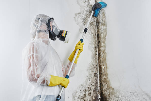 Why You Should Choose Our Mold Remediation Services in Conesus Lake, NY